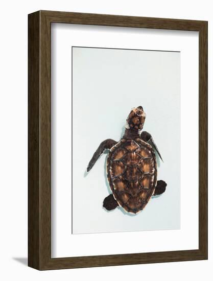 Elevated view of Baby Sea turtle, Old Hegg Turtle Sanctuary, Park Bay, Bequia, Saint Vincent And...-null-Framed Photographic Print