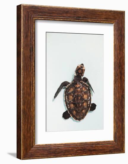 Elevated view of Baby Sea turtle, Old Hegg Turtle Sanctuary, Park Bay, Bequia, Saint Vincent And...-null-Framed Photographic Print