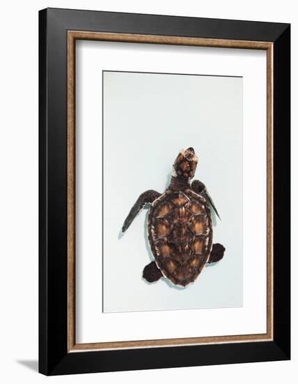 Elevated view of Baby Sea turtle, Old Hegg Turtle Sanctuary, Park Bay, Bequia, Saint Vincent And...-null-Framed Photographic Print