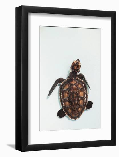 Elevated view of Baby Sea turtle, Old Hegg Turtle Sanctuary, Park Bay, Bequia, Saint Vincent And...-null-Framed Photographic Print