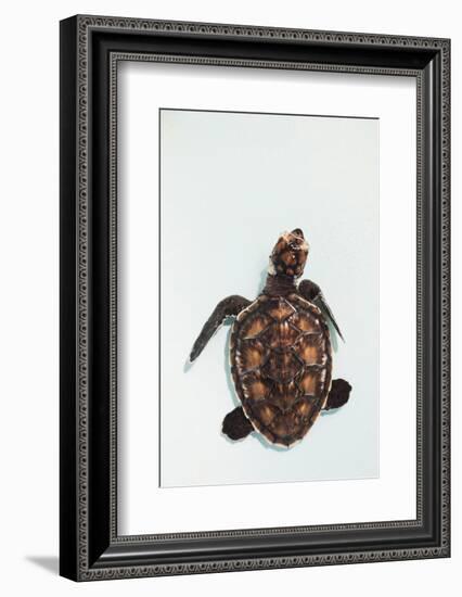 Elevated view of Baby Sea turtle, Old Hegg Turtle Sanctuary, Park Bay, Bequia, Saint Vincent And...-null-Framed Photographic Print