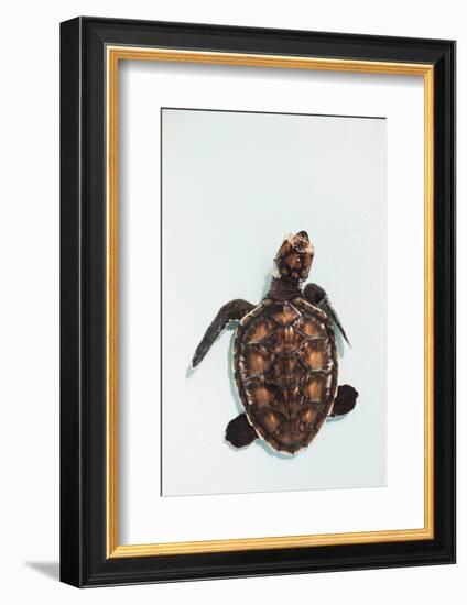 Elevated view of Baby Sea turtle, Old Hegg Turtle Sanctuary, Park Bay, Bequia, Saint Vincent And...-null-Framed Photographic Print