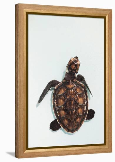 Elevated view of Baby Sea turtle, Old Hegg Turtle Sanctuary, Park Bay, Bequia, Saint Vincent And...-null-Framed Premier Image Canvas