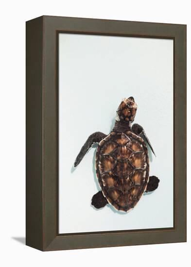 Elevated view of Baby Sea turtle, Old Hegg Turtle Sanctuary, Park Bay, Bequia, Saint Vincent And...-null-Framed Premier Image Canvas