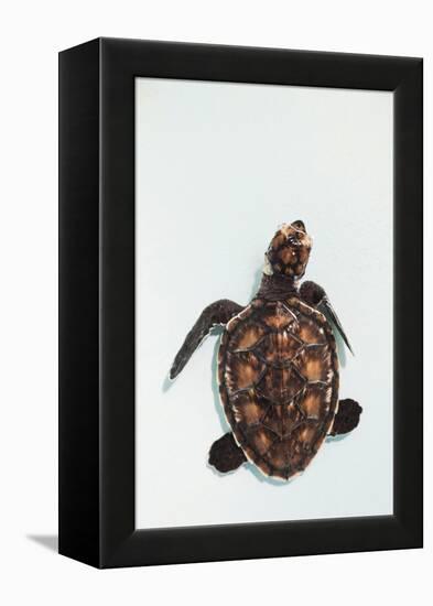 Elevated view of Baby Sea turtle, Old Hegg Turtle Sanctuary, Park Bay, Bequia, Saint Vincent And...-null-Framed Premier Image Canvas