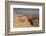 Elevated view of desert, Makhtesh Ramon, Mitzpe Ramon, Negev, Israel-null-Framed Photographic Print