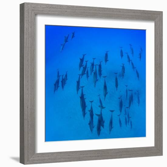 Elevated View of School of Dolphins Swimming in Pacific Ocean, Hawaii, USA-null-Framed Photographic Print