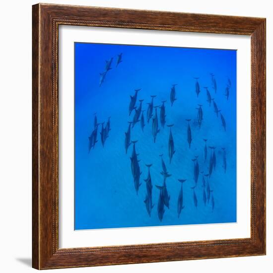 Elevated View of School of Dolphins Swimming in Pacific Ocean, Hawaii, USA-null-Framed Photographic Print