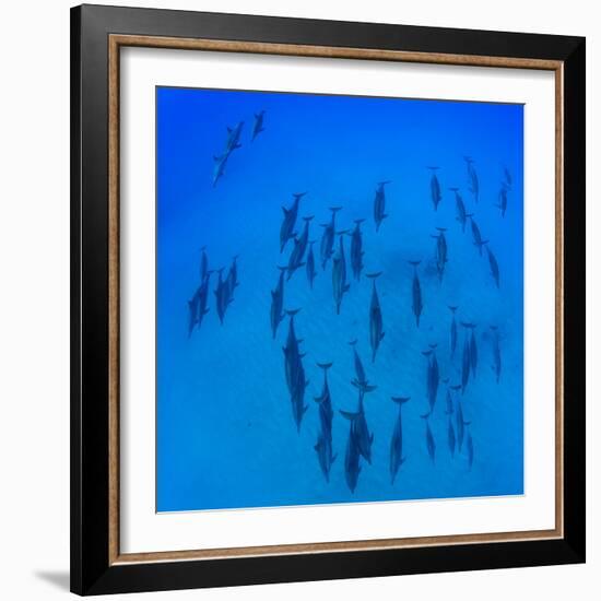 Elevated View of School of Dolphins Swimming in Pacific Ocean, Hawaii, USA-null-Framed Photographic Print