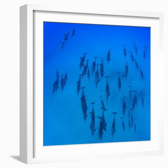 Elevated View of School of Dolphins Swimming in Pacific Ocean, Hawaii, USA-null-Framed Photographic Print