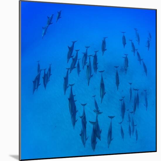 Elevated View of School of Dolphins Swimming in Pacific Ocean, Hawaii, USA-null-Mounted Photographic Print