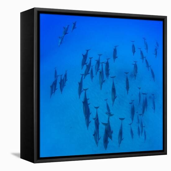 Elevated View of School of Dolphins Swimming in Pacific Ocean, Hawaii, USA-null-Framed Premier Image Canvas