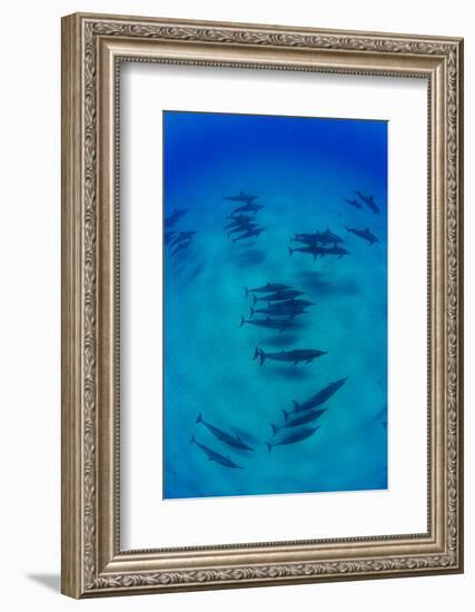 Elevated View of School of Dolphins Swimming in Pacific Ocean, Hawaii, USA-null-Framed Photographic Print