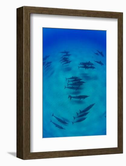 Elevated View of School of Dolphins Swimming in Pacific Ocean, Hawaii, USA-null-Framed Photographic Print