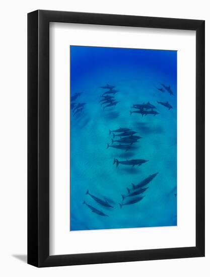 Elevated View of School of Dolphins Swimming in Pacific Ocean, Hawaii, USA-null-Framed Photographic Print