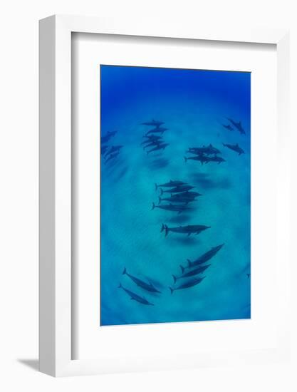 Elevated View of School of Dolphins Swimming in Pacific Ocean, Hawaii, USA-null-Framed Photographic Print