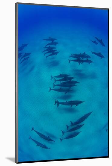 Elevated View of School of Dolphins Swimming in Pacific Ocean, Hawaii, USA-null-Mounted Photographic Print