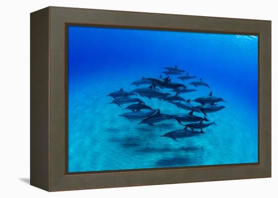 Elevated View of School of Dolphins Swimming in Pacific Ocean, Hawaii, USA-null-Framed Premier Image Canvas