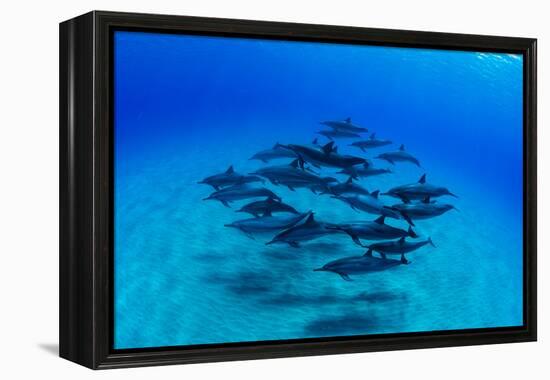 Elevated View of School of Dolphins Swimming in Pacific Ocean, Hawaii, USA-null-Framed Premier Image Canvas