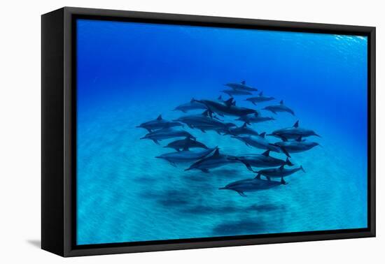 Elevated View of School of Dolphins Swimming in Pacific Ocean, Hawaii, USA-null-Framed Premier Image Canvas