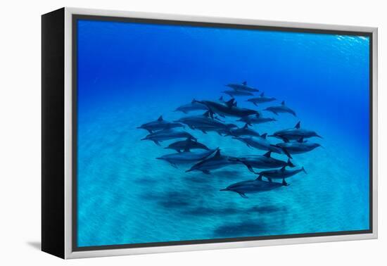 Elevated View of School of Dolphins Swimming in Pacific Ocean, Hawaii, USA-null-Framed Premier Image Canvas