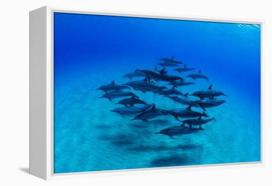 Elevated View of School of Dolphins Swimming in Pacific Ocean, Hawaii, USA-null-Framed Premier Image Canvas