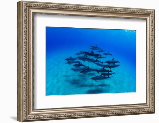 Elevated View of School of Dolphins Swimming in Pacific Ocean, Hawaii, USA-null-Framed Photographic Print