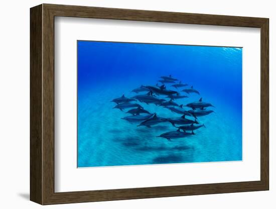 Elevated View of School of Dolphins Swimming in Pacific Ocean, Hawaii, USA-null-Framed Photographic Print