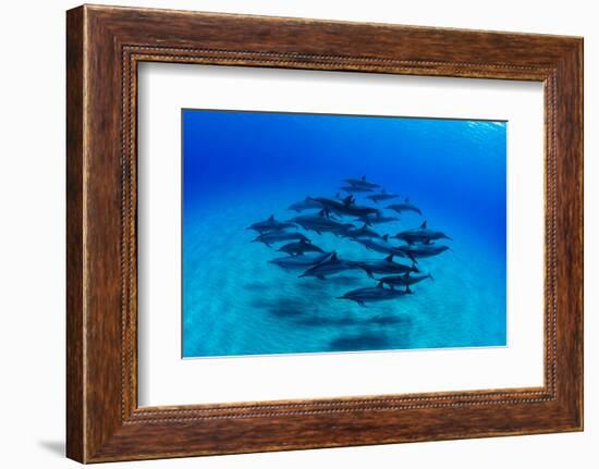 Elevated View of School of Dolphins Swimming in Pacific Ocean, Hawaii, USA-null-Framed Photographic Print