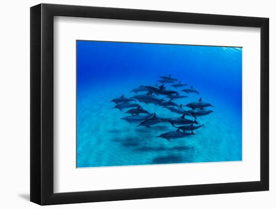 Elevated View of School of Dolphins Swimming in Pacific Ocean, Hawaii, USA-null-Framed Photographic Print