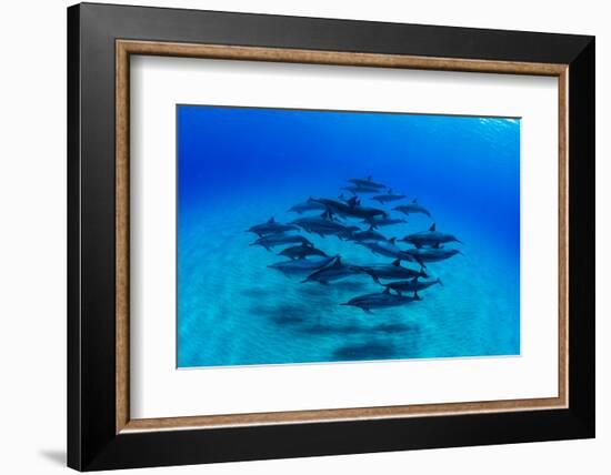 Elevated View of School of Dolphins Swimming in Pacific Ocean, Hawaii, USA-null-Framed Photographic Print