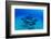 Elevated View of School of Dolphins Swimming in Pacific Ocean, Hawaii, USA-null-Framed Photographic Print