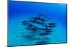 Elevated View of School of Dolphins Swimming in Pacific Ocean, Hawaii, USA-null-Mounted Photographic Print