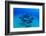 Elevated View of School of Dolphins Swimming in Pacific Ocean, Hawaii, USA-null-Framed Photographic Print