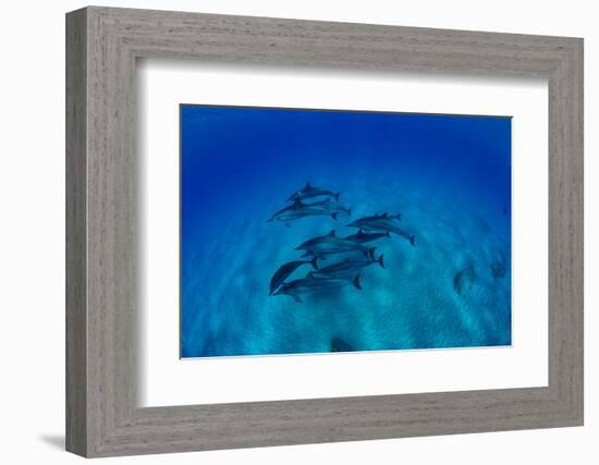 Elevated View of School of Dolphins Swimming in Pacific Ocean, Hawaii, USA-null-Framed Photographic Print