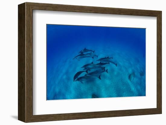 Elevated View of School of Dolphins Swimming in Pacific Ocean, Hawaii, USA-null-Framed Photographic Print