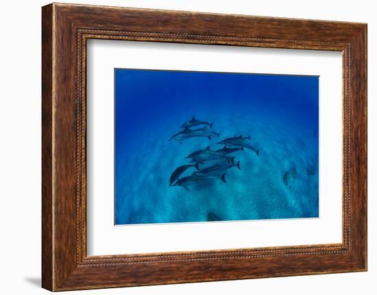 Elevated View of School of Dolphins Swimming in Pacific Ocean, Hawaii, USA-null-Framed Photographic Print