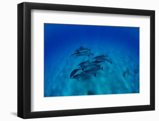 Elevated View of School of Dolphins Swimming in Pacific Ocean, Hawaii, USA-null-Framed Photographic Print