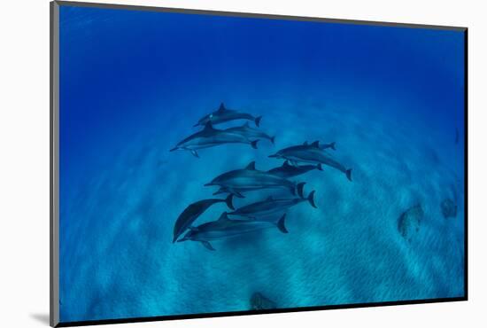 Elevated View of School of Dolphins Swimming in Pacific Ocean, Hawaii, USA-null-Mounted Photographic Print
