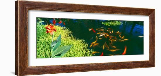 Elevated View of School of Koi Fish in a Pond, Lanai, Maui, Hawaii, USA-null-Framed Photographic Print