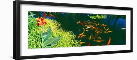 Elevated View of School of Koi Fish in a Pond, Lanai, Maui, Hawaii, USA-null-Framed Photographic Print