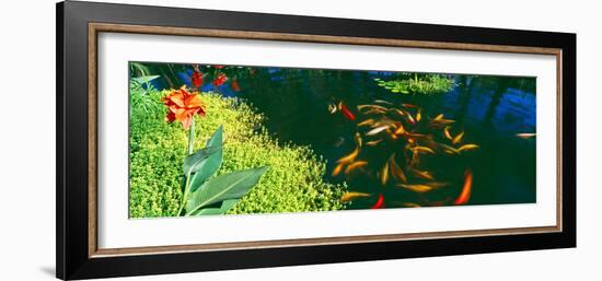 Elevated View of School of Koi Fish in a Pond, Lanai, Maui, Hawaii, USA-null-Framed Photographic Print