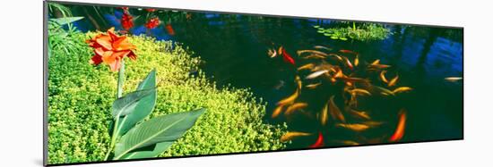 Elevated View of School of Koi Fish in a Pond, Lanai, Maui, Hawaii, USA-null-Mounted Photographic Print