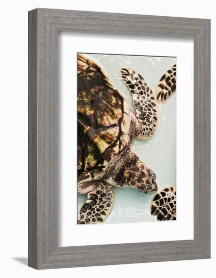 Elevated view of Sea turtle, Old Hegg Turtle Sanctuary, Park Bay, Bequia, Saint Vincent And The...-null-Framed Photographic Print