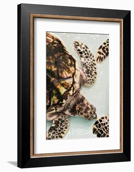 Elevated view of Sea turtle, Old Hegg Turtle Sanctuary, Park Bay, Bequia, Saint Vincent And The...-null-Framed Photographic Print