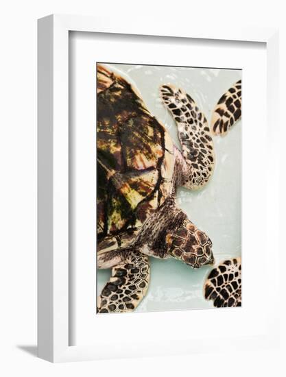 Elevated view of Sea turtle, Old Hegg Turtle Sanctuary, Park Bay, Bequia, Saint Vincent And The...-null-Framed Photographic Print