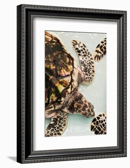 Elevated view of Sea turtle, Old Hegg Turtle Sanctuary, Park Bay, Bequia, Saint Vincent And The...-null-Framed Photographic Print