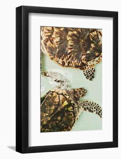 Elevated view of Sea turtles, Old Hegg Turtle Sanctuary, Park Bay, Bequia, Saint Vincent And The...-null-Framed Photographic Print