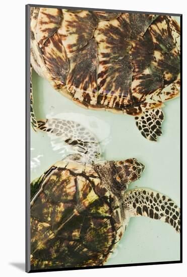 Elevated view of Sea turtles, Old Hegg Turtle Sanctuary, Park Bay, Bequia, Saint Vincent And The...-null-Mounted Photographic Print