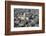 Elevated View of St. Paul's Cathedral and Surrounding Buildings, London, England, UK-Amanda Hall-Framed Photographic Print